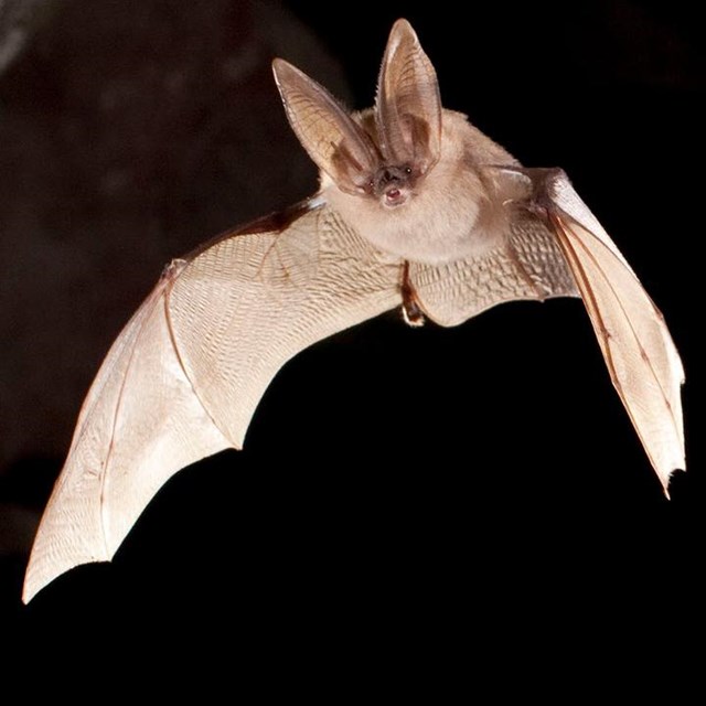 Photo of a Townsend's big-eared bat flying in a cave