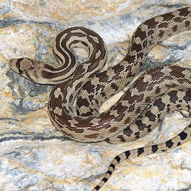 Pacific gopher snake coiled on a rock