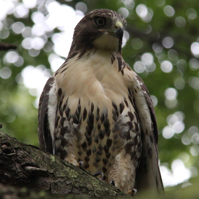 Red Tailed Hawked perched on a tree branch.