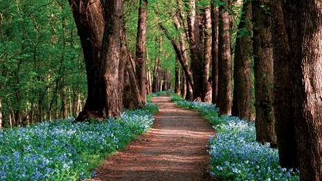 Blue bells lining a dirt pathway with trees along the side of the road.