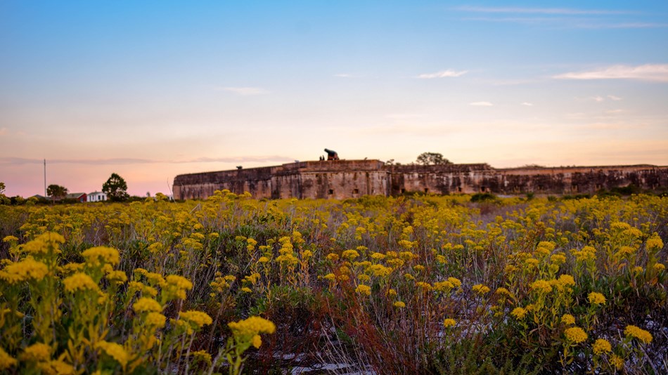 A photograph of yellow flowers outside of Fort Pickens, located in Gulf Islands National Seashore.