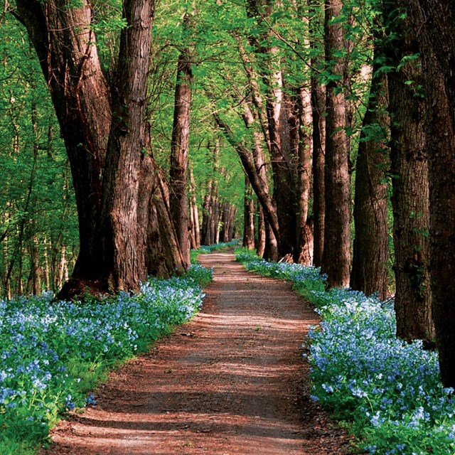 Blue bells lining a dirt pathway with trees along the side of the road.