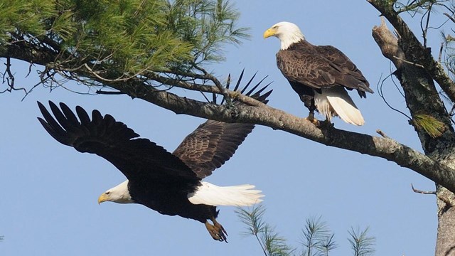 Birds