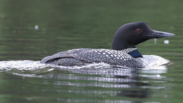 Loons, Grebes, Coots, and Cormorants