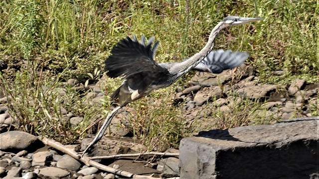 Wading Birds, Shorebirds, and Gulls