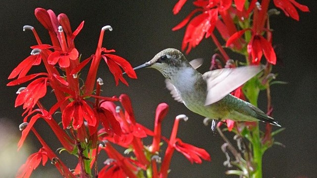 Other Bird Species