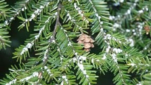 Common Forest Pests