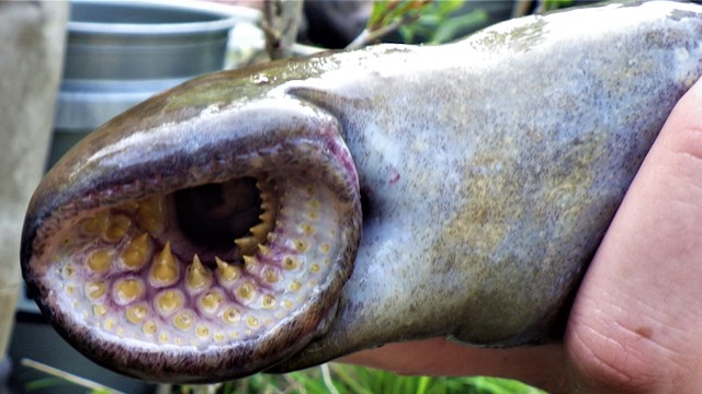 Migratory Fish Species