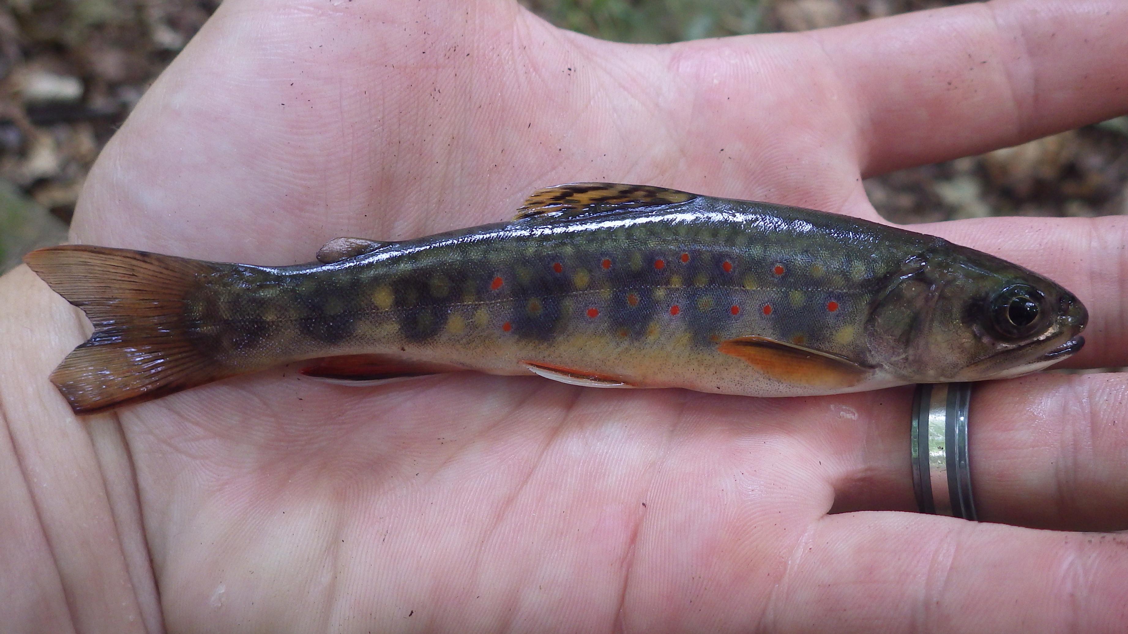 Coldwater Fish Species