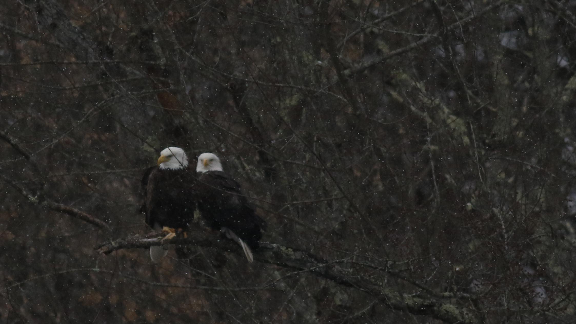Pair of bald eagles perch on branch together, huddling as snow lightly falls.