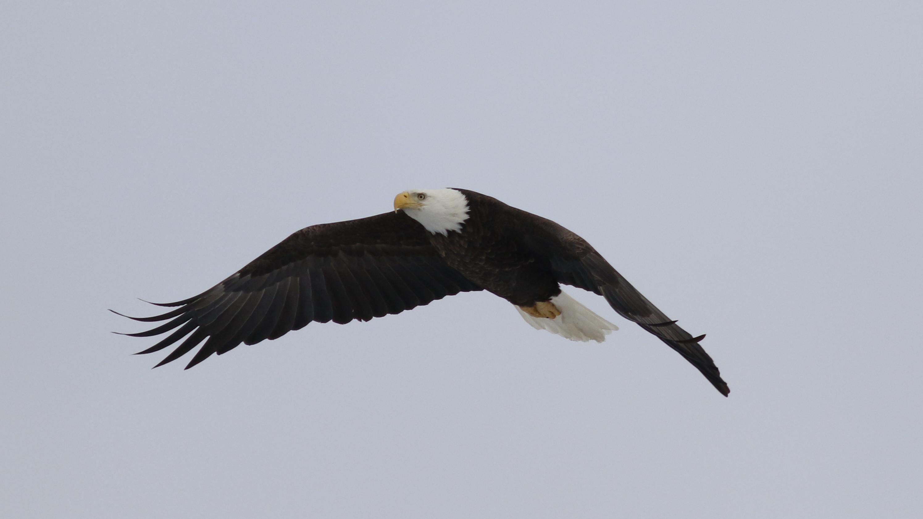 Bald eagle in flight against pale blue-white sky. Its dark wings are in downbeat. 