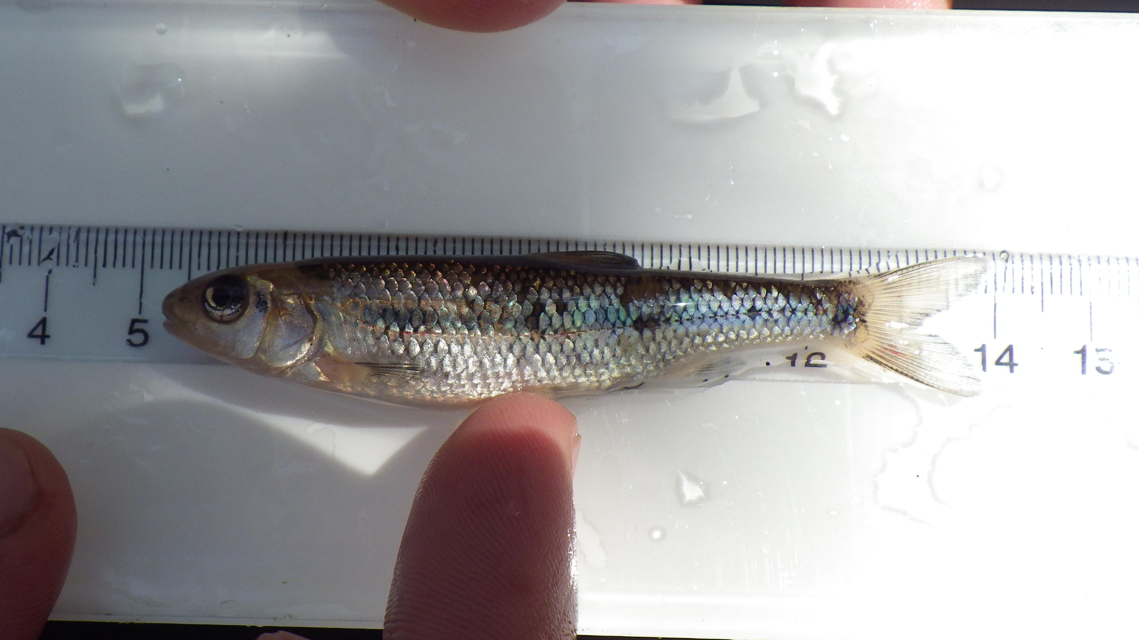 Nongame Fish Species 