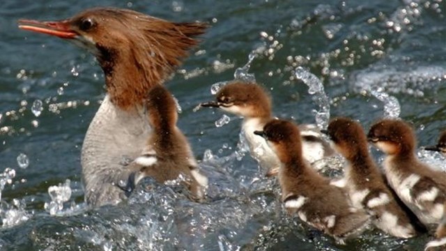 Waterfowl