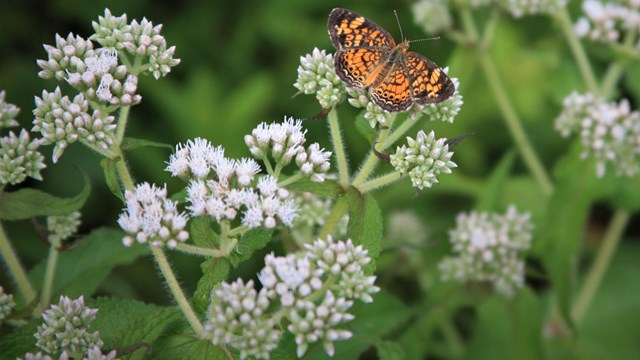 Wildflowers