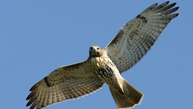 Birds of Prey
