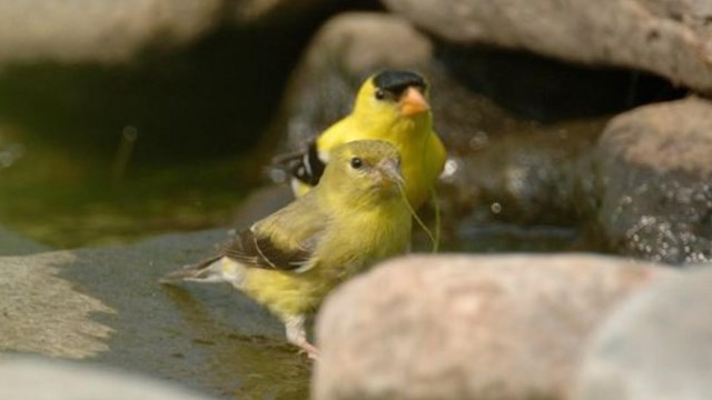 Perching Birds