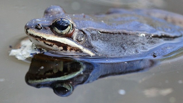 Amphibians