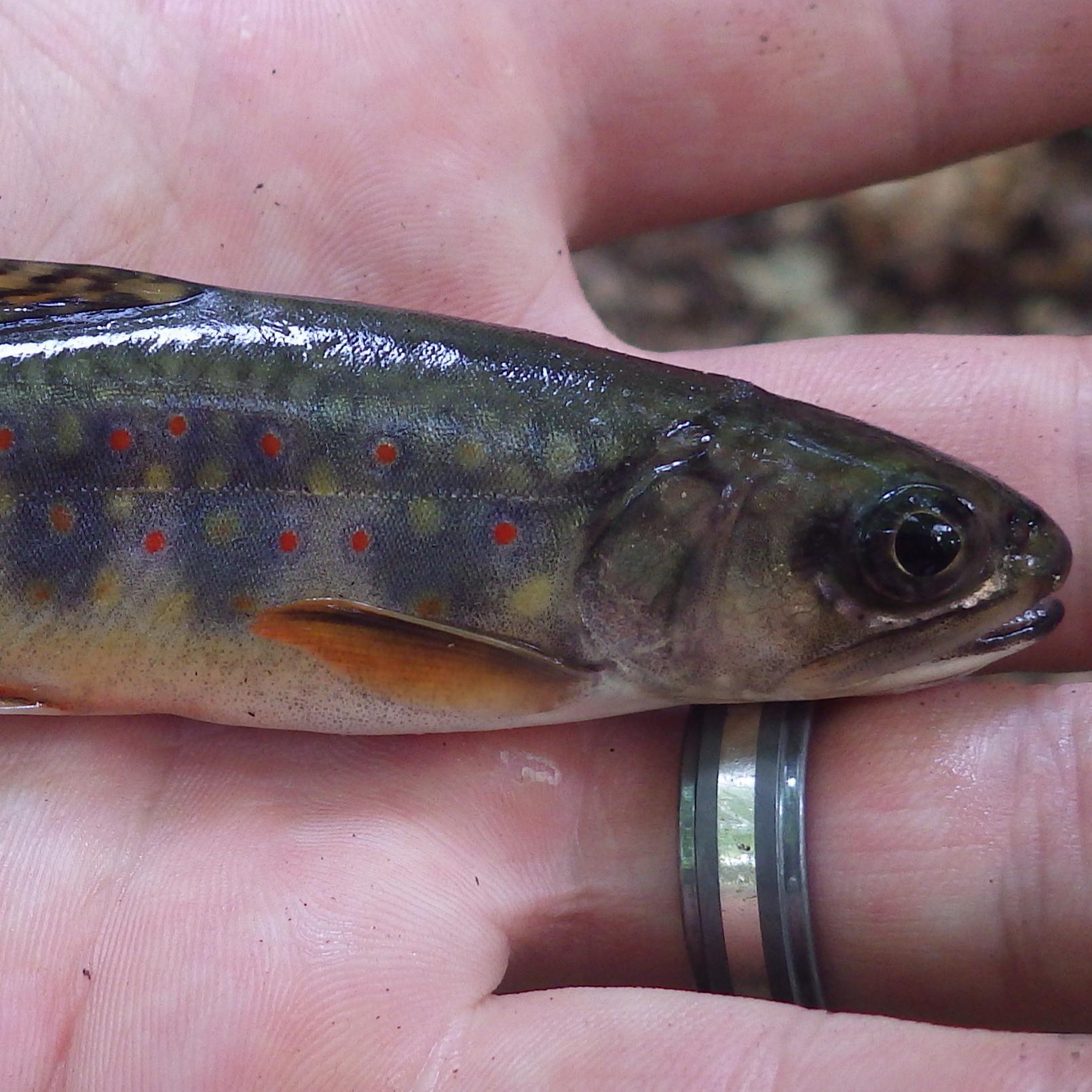 Coldwater Fish Species
