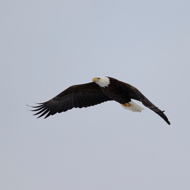 Bald eagle in flight against pale blue-white sky. Its dark wings are in downbeat. 