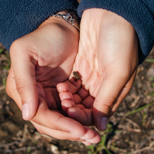 cupped hands holding a tiny frog the size of a