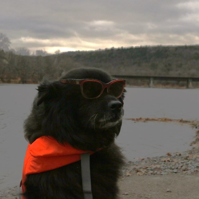 Black dog wearing orange life jacket and pair of sunglasses