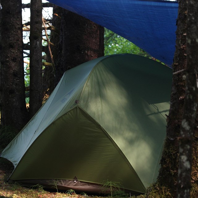 gray-green tent with blue rain tarp nestled in between tree trunks in forest.