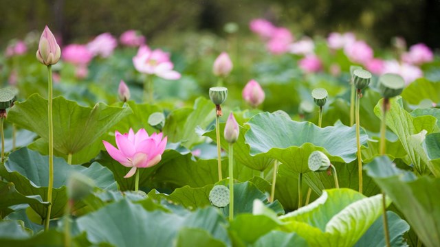 A pink lotus flower in bloom