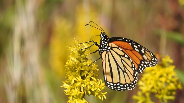 A monarch butterfly sits on top of a cluster of yellow flowers feeding.