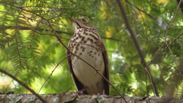 Wood thrush on tree branch