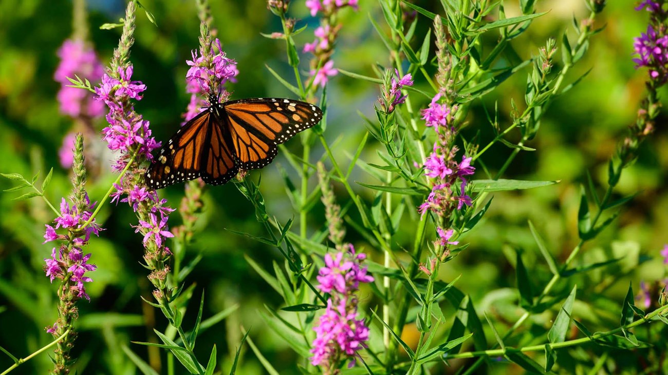 Monarch butterfly on purple flower plants
