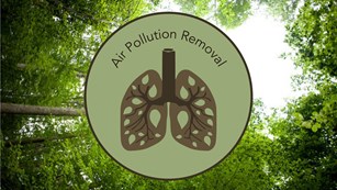 Air Pollution Removal Icon of green lungs. Icon put over photo of tree canopy