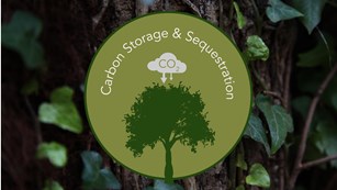 Carbon Storage & Sequestration icon of CO2 going into a tree. 