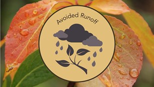 Avoided Runoff icon of rain over a tree branch. Icon put over raindrops on red fall leaves