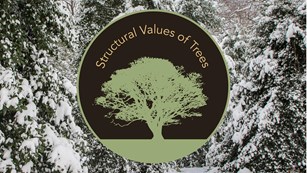 Structural Values of Trees icon of tree on field. Icon put over photo of snow covered leafy trees.