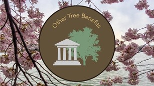 Other Tree Benefits icon of courthouse with a tree besides it. Icon put over photo of cherry blossom
