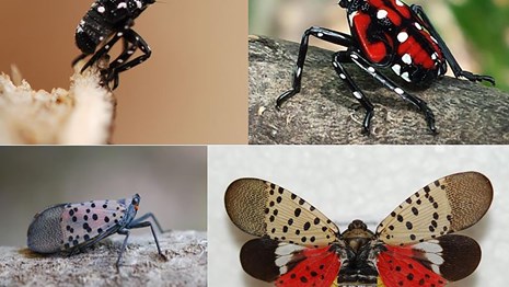 The Four Stages of the Spotted Lanternfly