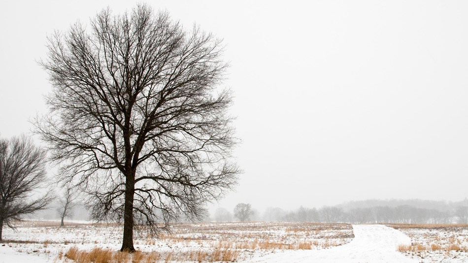 A snowy day at Valley Forge