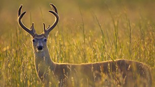 A white-tailed deer buck sits in a golden colored meadow full of tall grass.