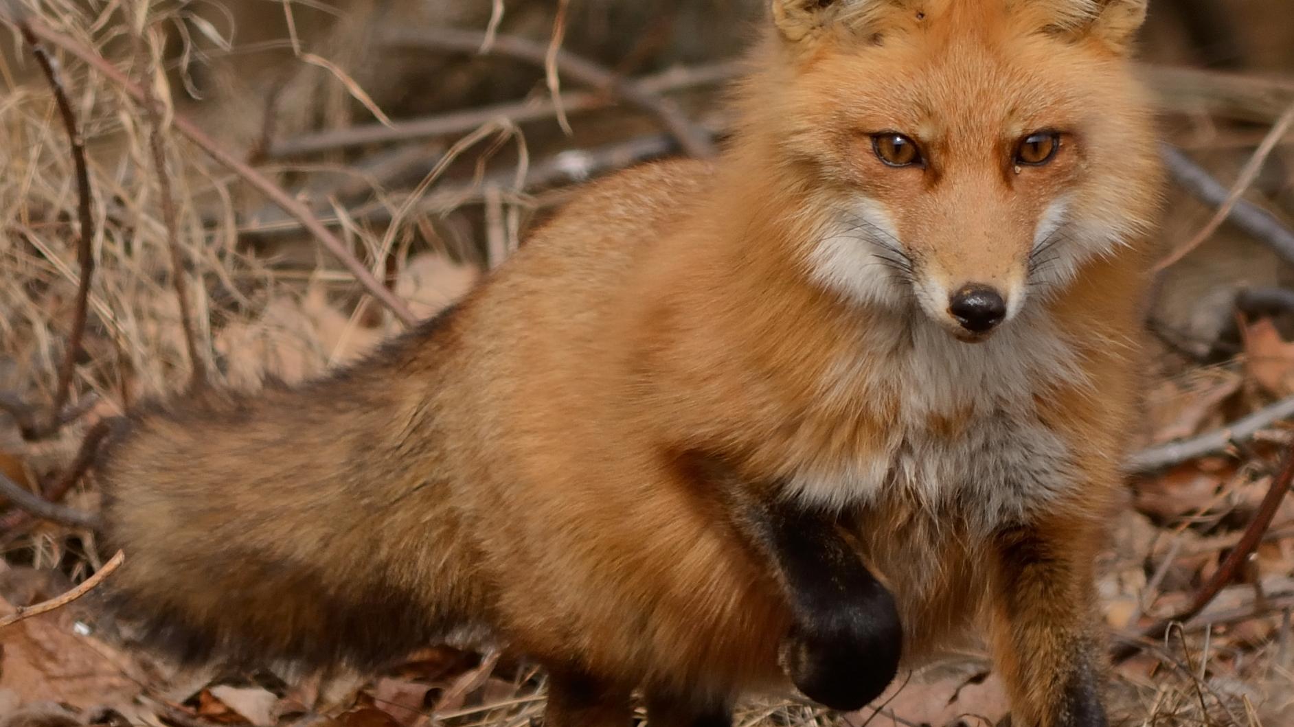A red fox facing camera with one paw up. Picture taken by Bill Moses. 
