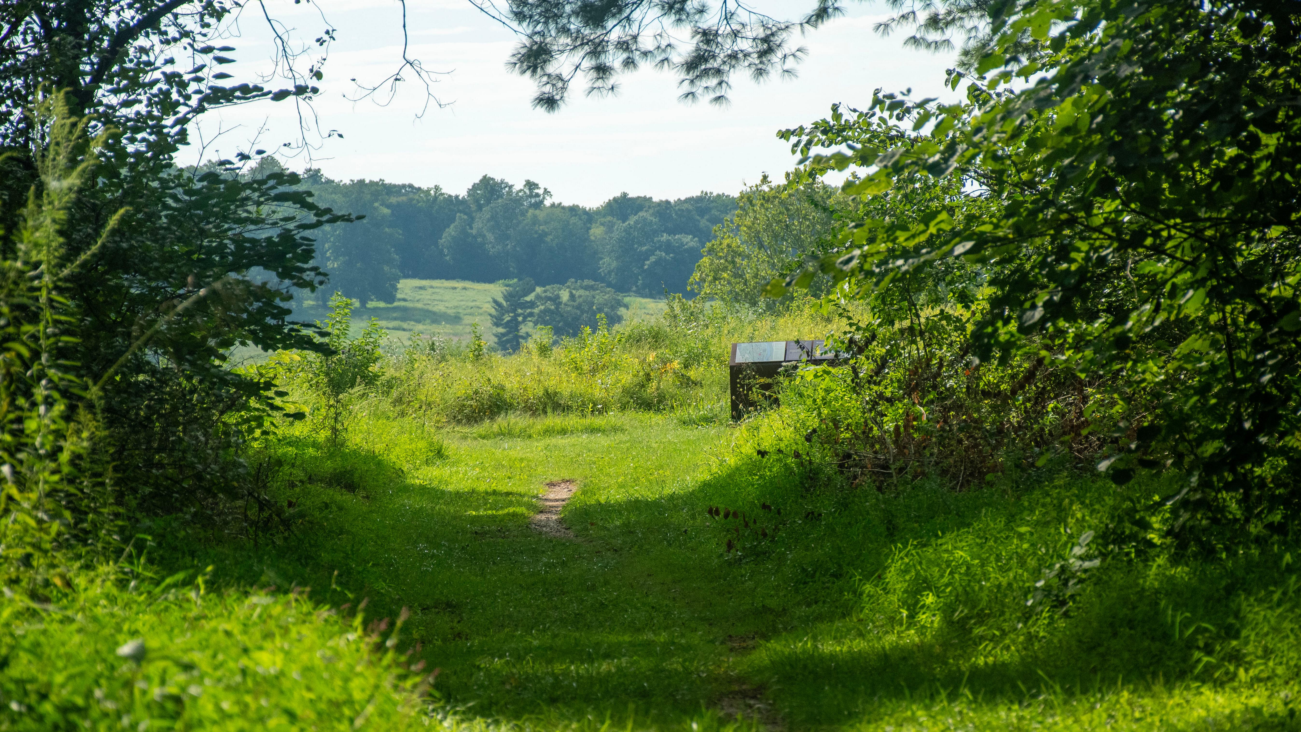 photograph of a trail under trees leading out to a meadow