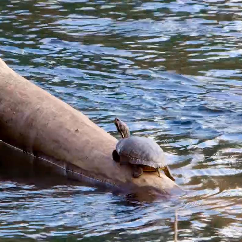a turtle sits in the sun on a log surrounded by flowing water