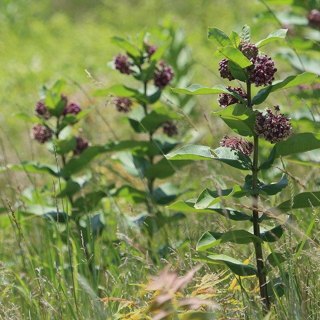 leafy plants with long stalks and purple flowers stand in a meadow