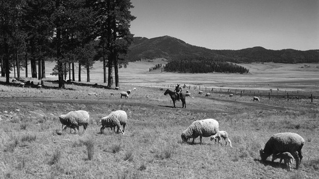 A black and white photograph of a horseback rider overseeing grazing sheep.