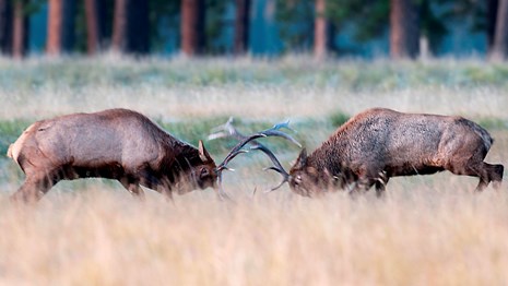 Two bull elk fighting