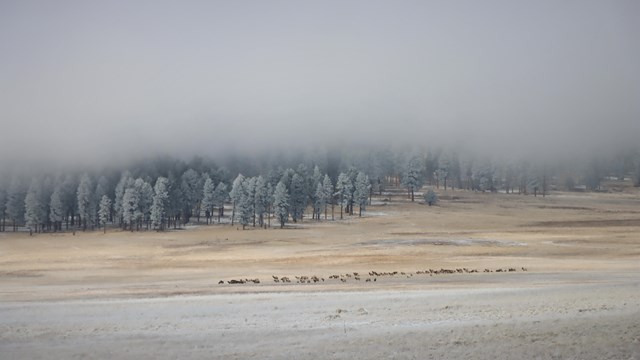 A distant elk herd grazes in a grassy valley with patches of snow and dense fog overhead.