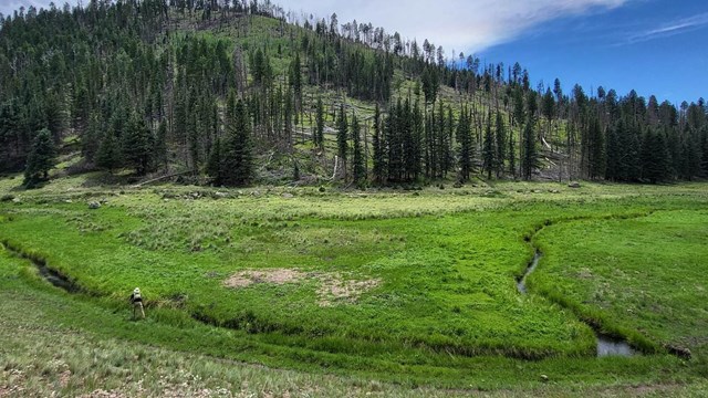 An angler casts a line into a narrow, meandering stream.