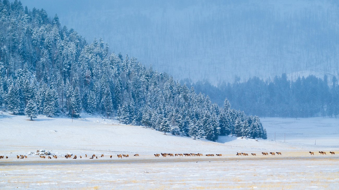 A herd of elk in a snowy valley