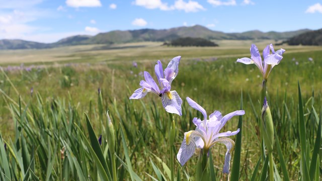 Purple and gold iris flowers burst across a grassland.