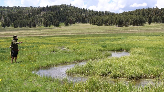 An angler casts a line into a narrow, meandering stream.