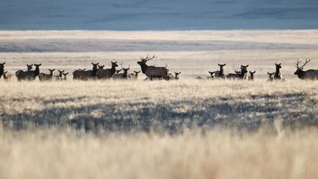 A herd of elk grazing in an open valley